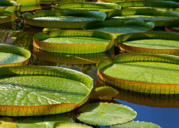 Ecossistemas Globais