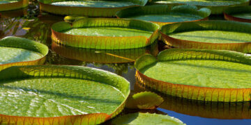 Ecossistemas Globais