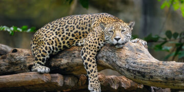 Projeto Arco de Restauração: Recuperando Parte da Amazônia com Apoio do BNDES