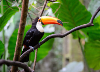 Projeto Arco Verde: Recuperação Ambiental na Amazônia com o Apoio do BNDES