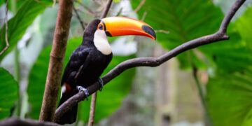 Projeto Arco Verde: Recuperação Ambiental na Amazônia com o Apoio do BNDES