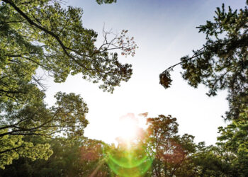 Conservação e Preservação Ambiental: Garantindo o Futuro do Planeta