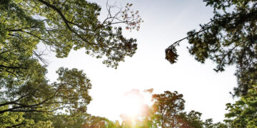 Conservação e Preservação Ambiental: Garantindo o Futuro do Planeta