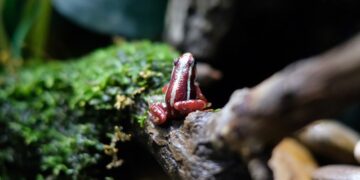 Conservação de Espécies Ameaçadas: Estratégias Essenciais para Preservar a Biodiversidade