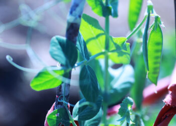 Restauração de Ecossistemas Degradados: Estratégias, Benefícios e Importância Ambiental