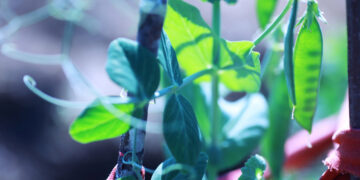 Restauração de Ecossistemas Degradados: Estratégias, Benefícios e Importância Ambiental