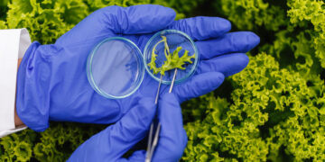 Soluções Baseadas na Natureza para a Conservação: Como a Natureza Está Ajudando a Proteger o Meio Ambiente