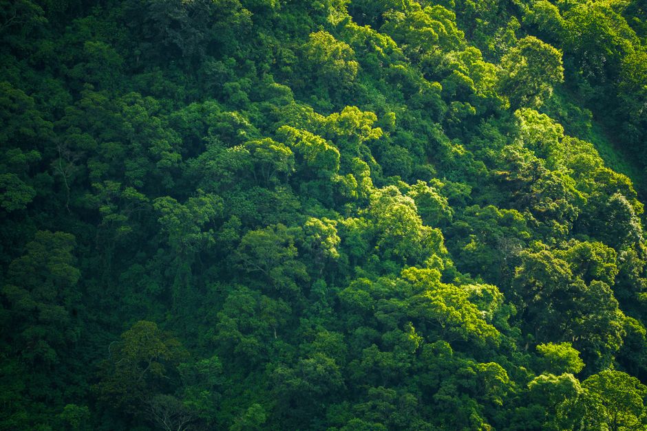 Conservação Ambiental: Uma Análise dos Biomas