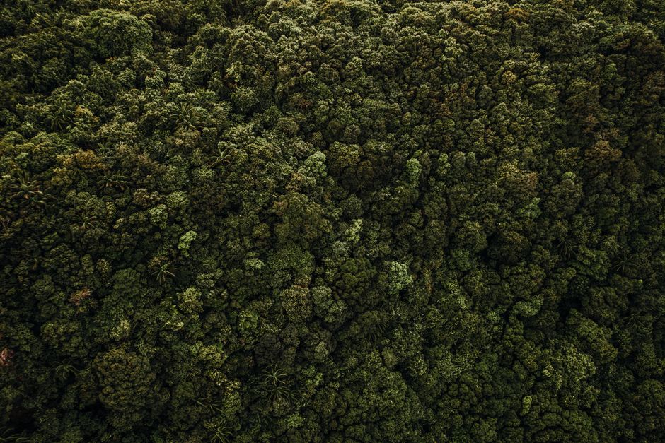 Conservação Ambiental — Aerial view of lush, dense tropical forest in Bali, showcasing diverse green foliage and natural